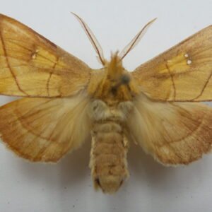 Nadata gibbosa