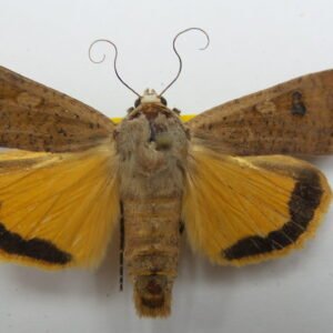 Noctua pronuba