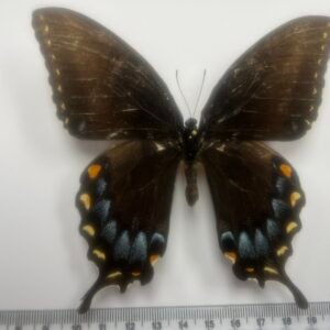 Papilio glaucus floradensis (Black Female-Lg)