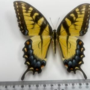 Papilio glaucus floradensis (Female-Lg)