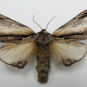 Pheosia dimidiata