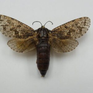 Prionoxystus robiniae (Female)
