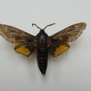 Prionoxystus robiniae  (Male)