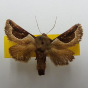 Prolimacodes scapha