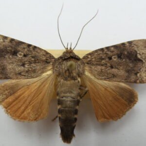 Pyrophila pyramidoides