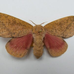 Sphingicampa bicolor (Male)
