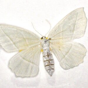Tetracis cachexiata