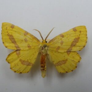 Xanthotype sospeta