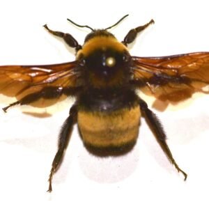 Bombus fervidus