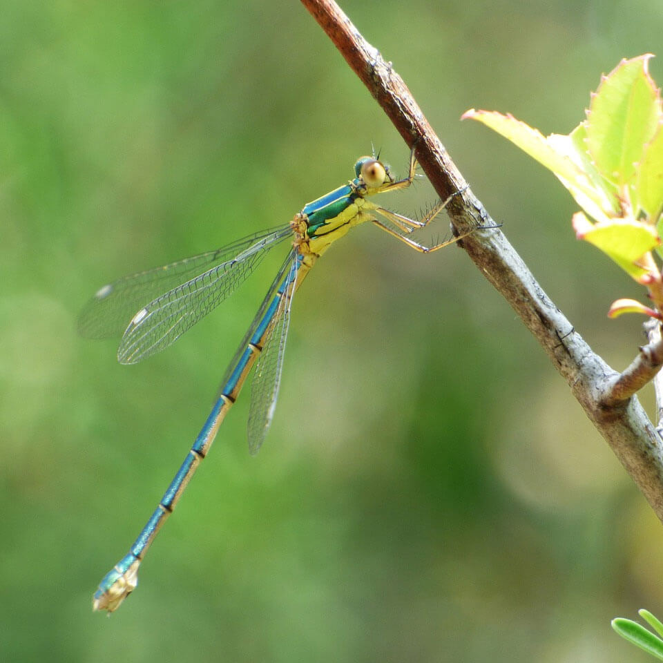 Dragonflies & Dameselflies